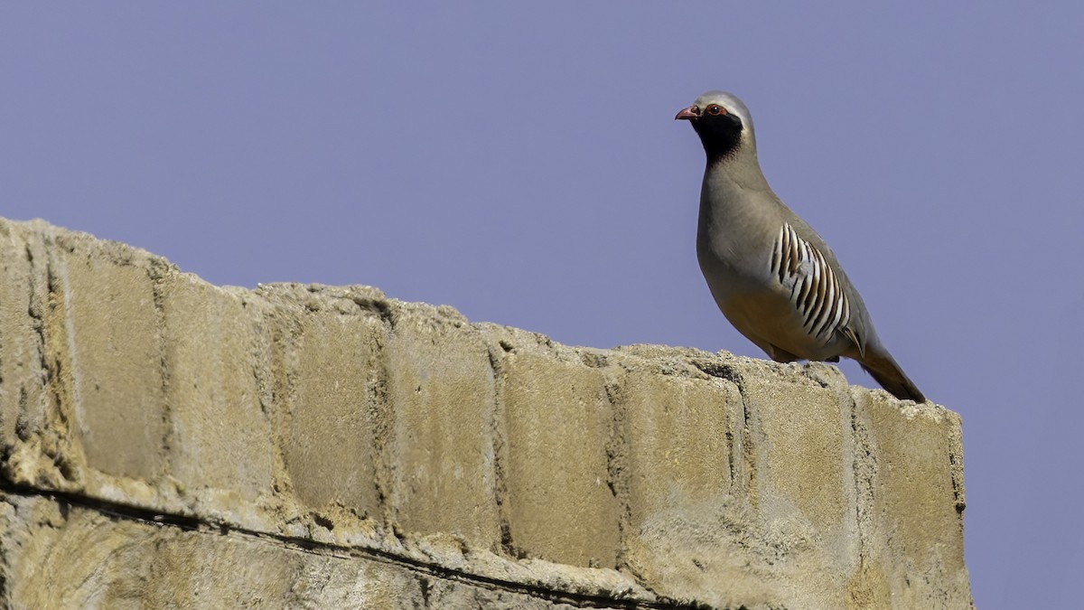 Philby's Partridge - ML632133202