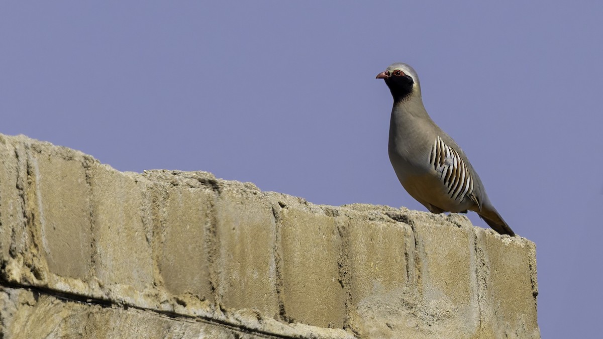 Philby's Partridge - ML632133207