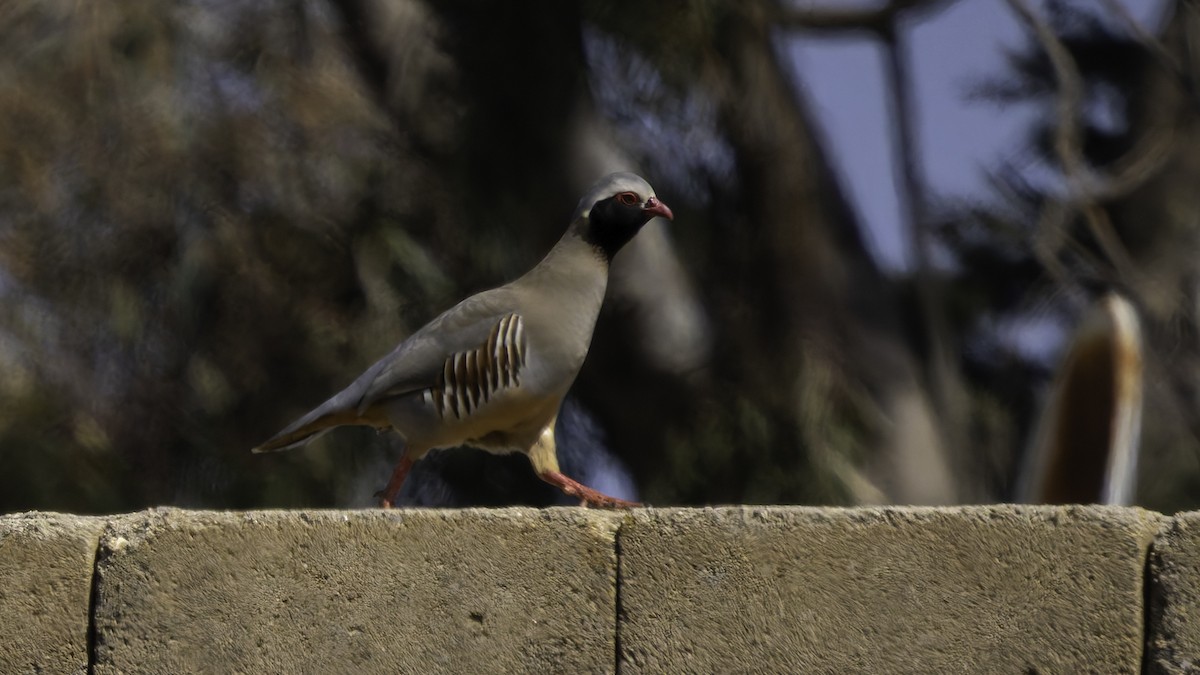 Philbysteinhuhn - ML632133208