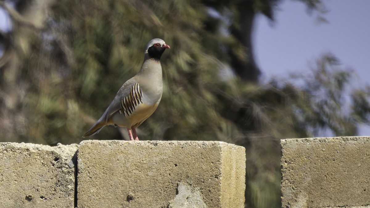 Philby's Partridge - ML632133211