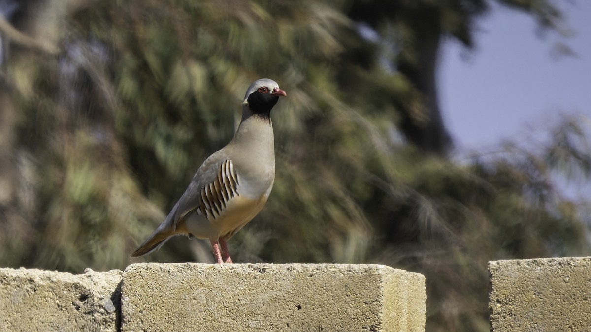 Philby's Partridge - ML632133213