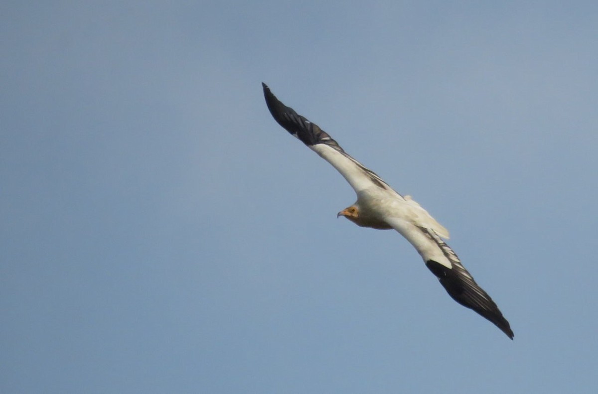Egyptian Vulture - ML632133246