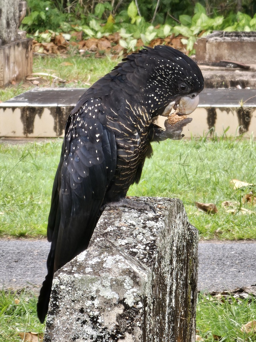 Red-tailed Black-Cockatoo - ML632133528