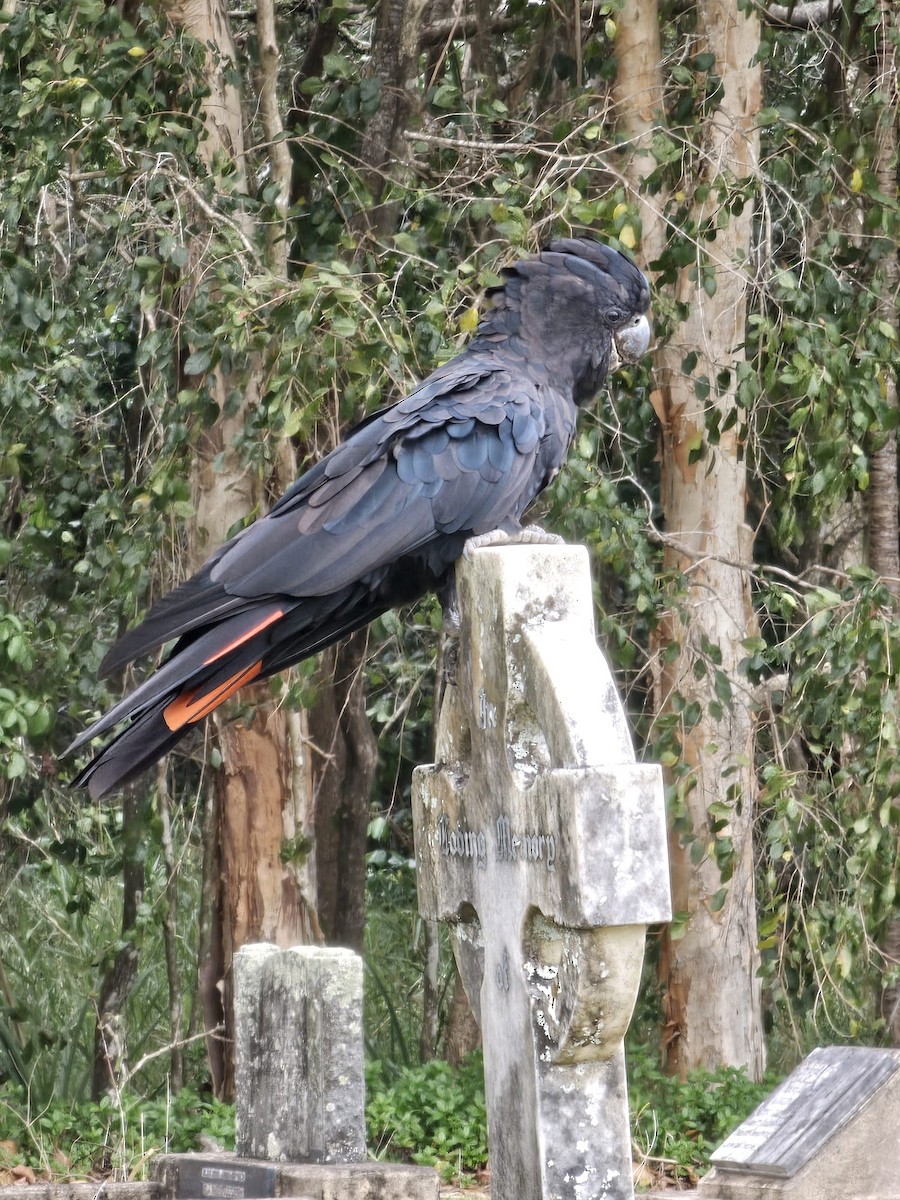 Red-tailed Black-Cockatoo - ML632133539