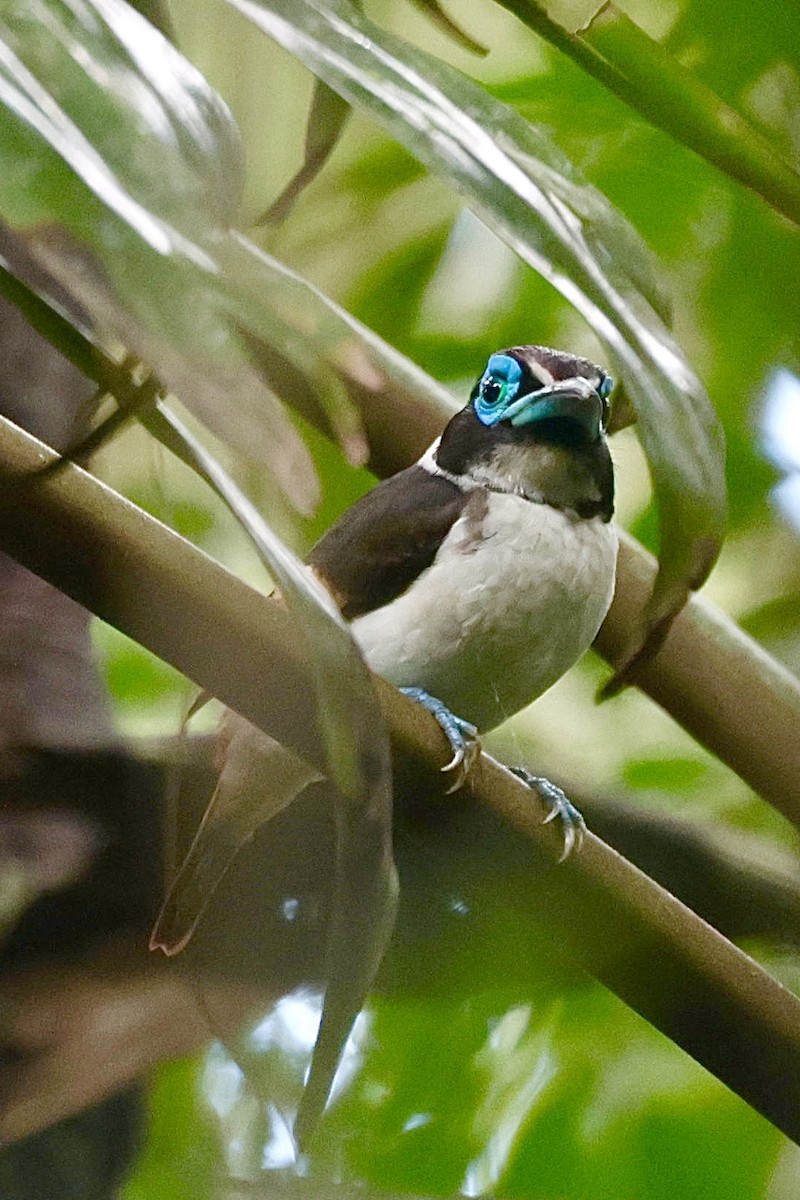 Wattled Broadbill - ML632133579