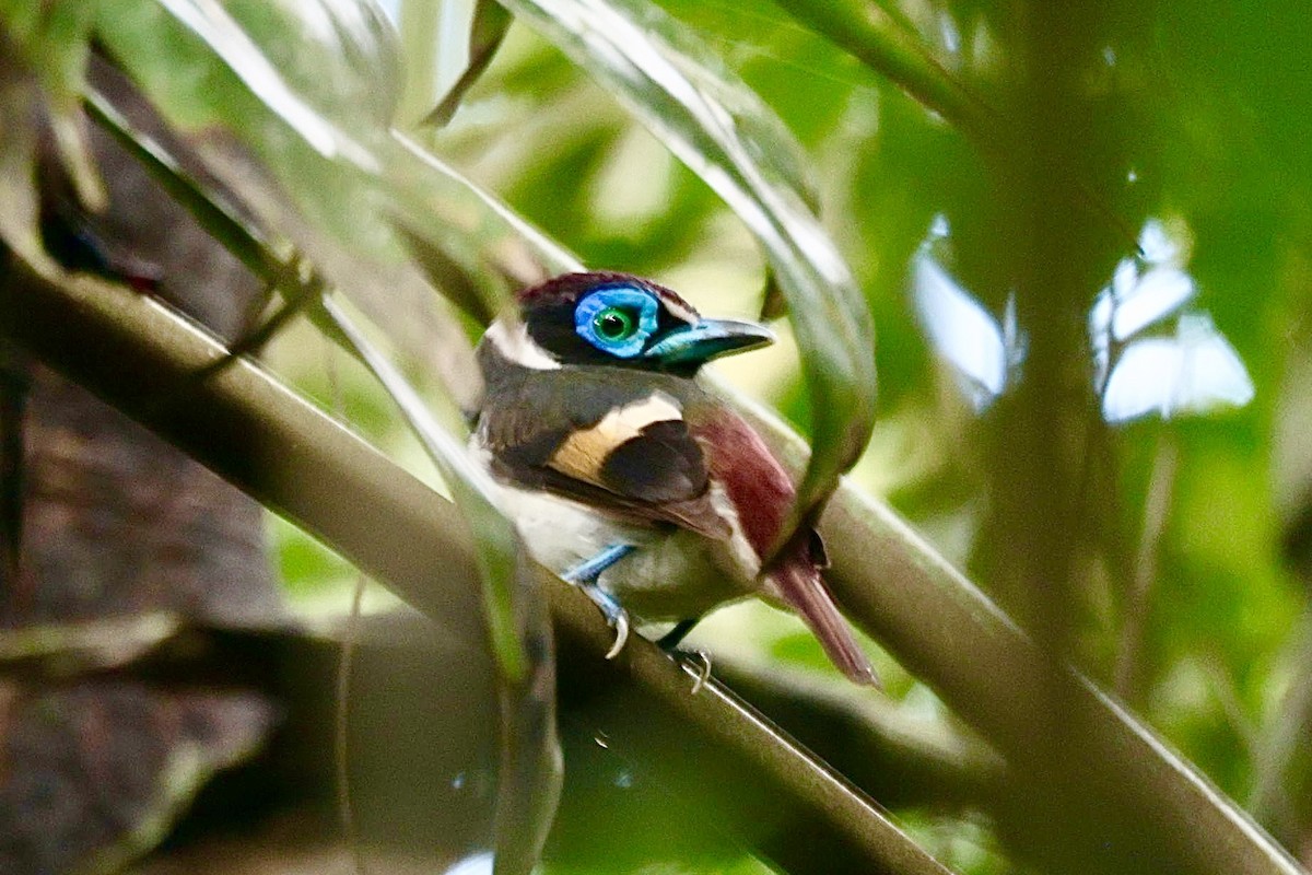 Wattled Broadbill - ML632133580