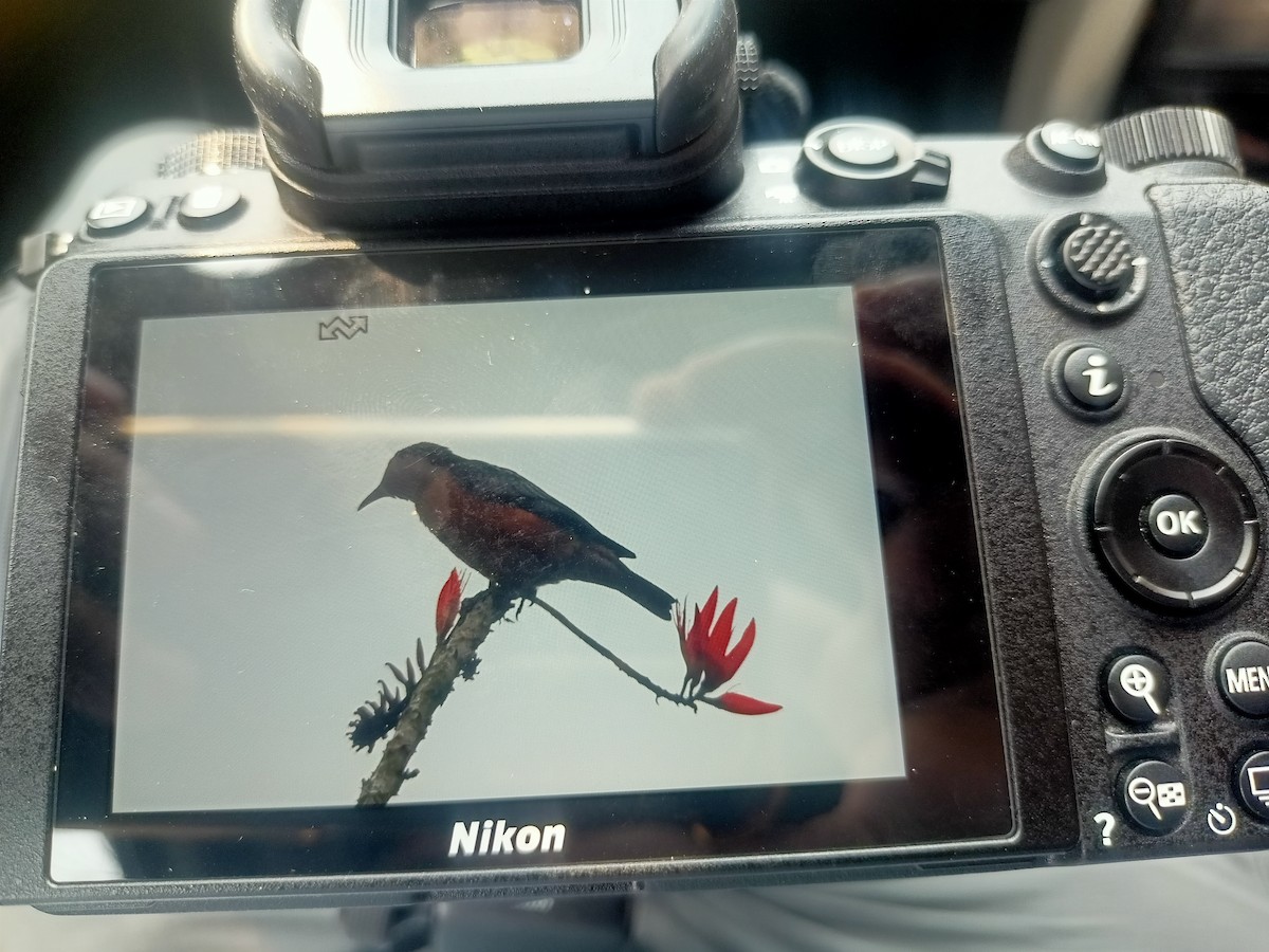 Spot-winged Starling - ML632133598