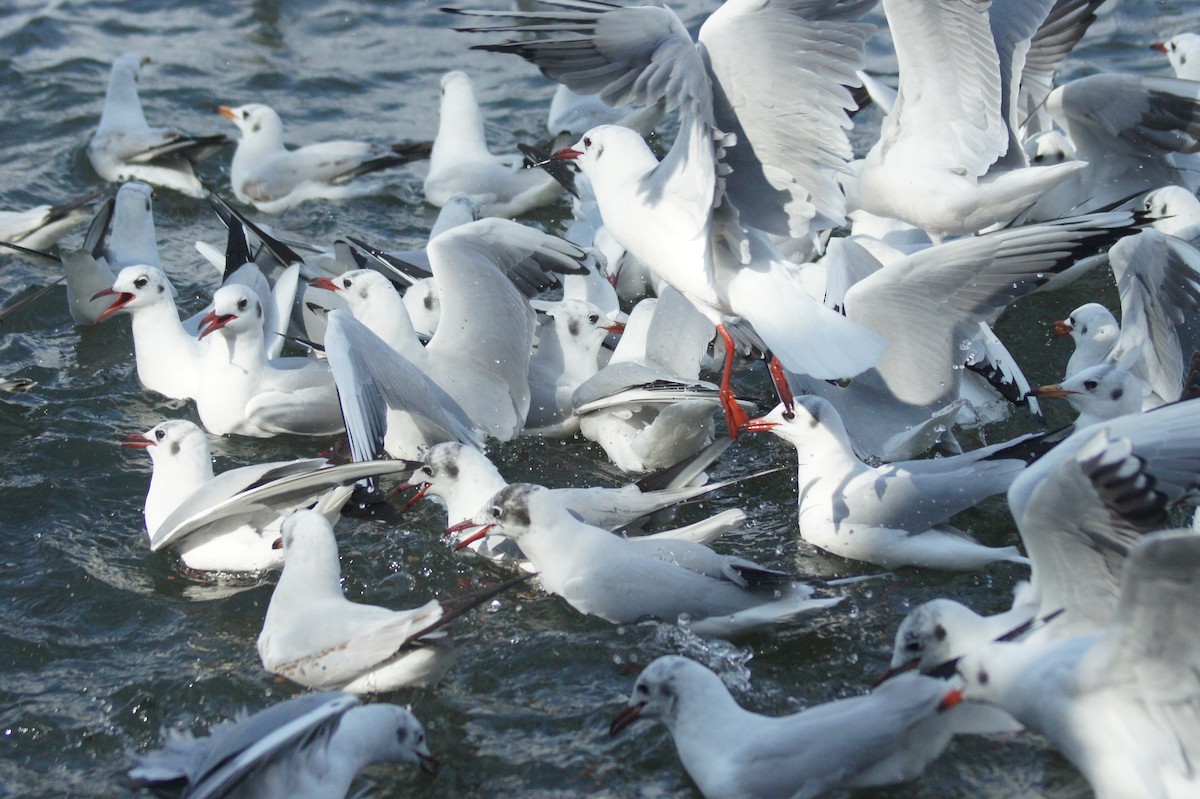 Black-headed/Brown-headed Gull - ML632133613