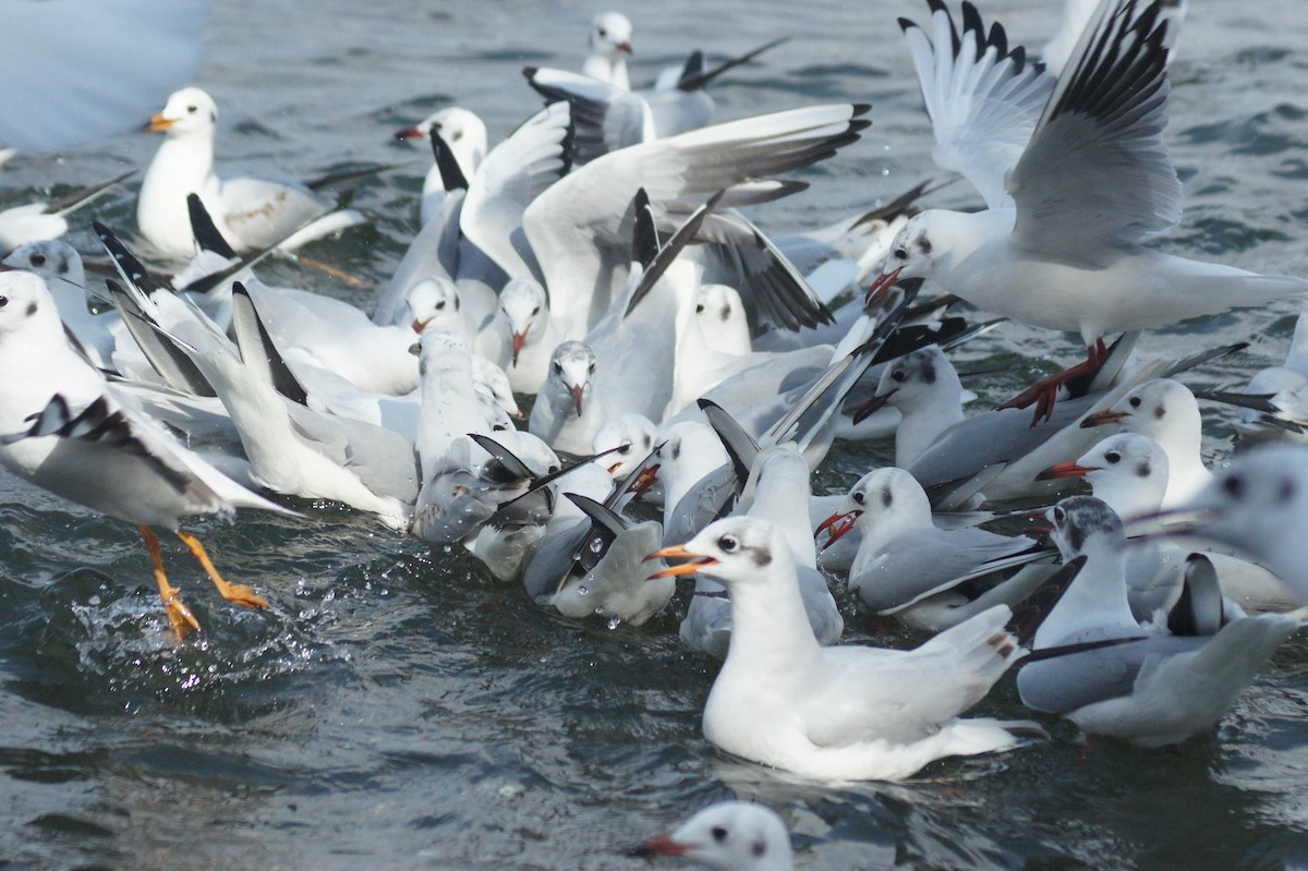 Black-headed/Brown-headed Gull - ML632133615