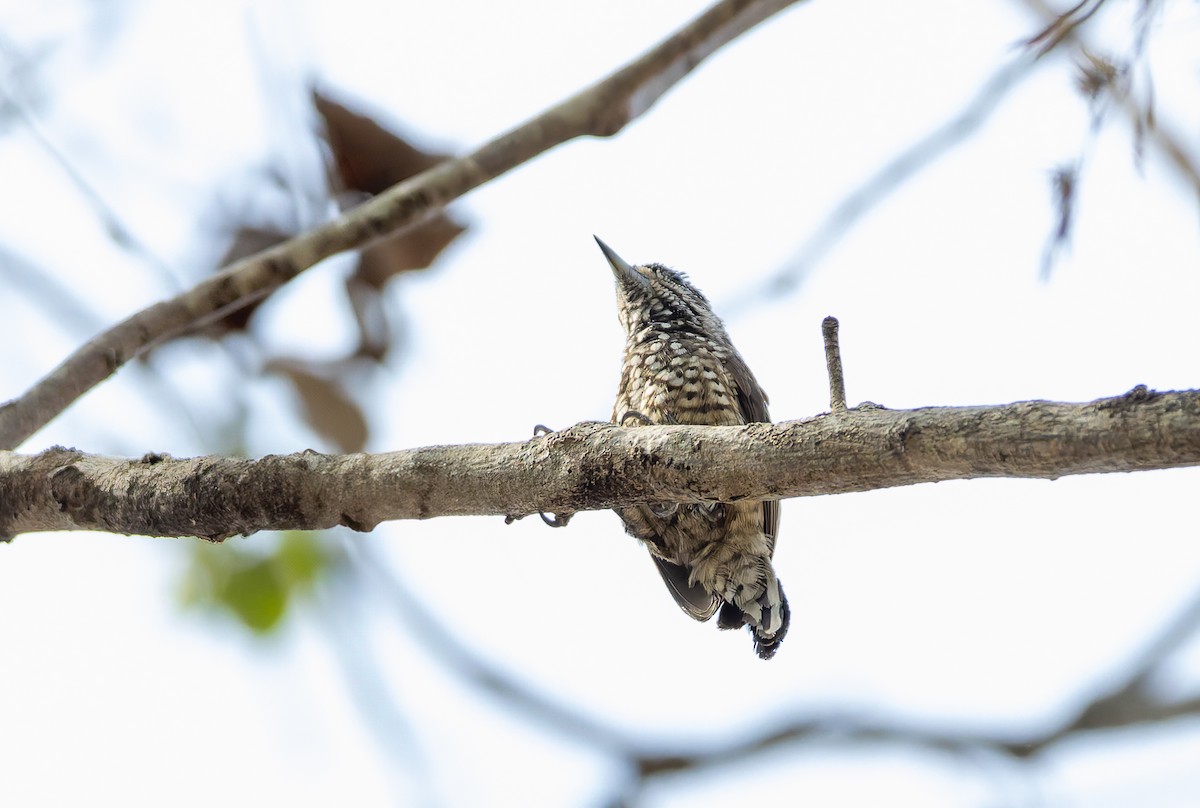 Spotted Piculet - ML632133769