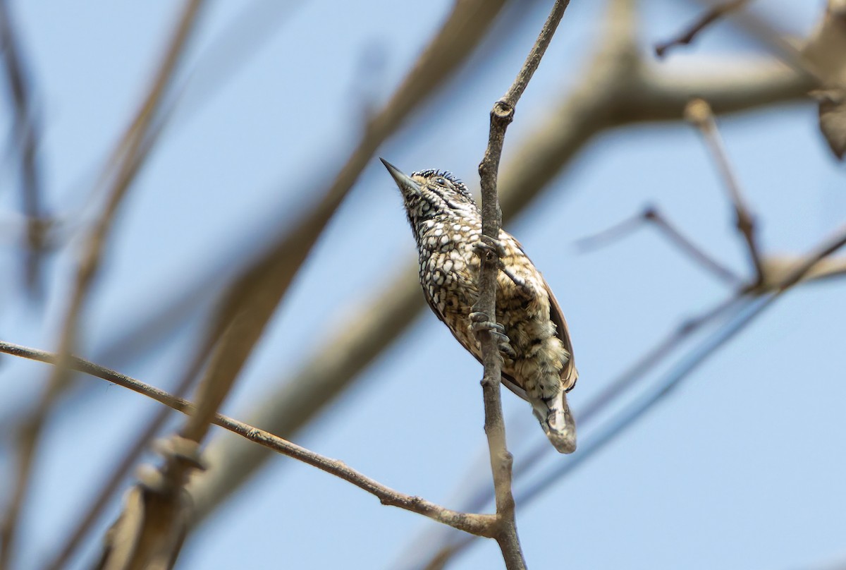 Spotted Piculet - ML632133770