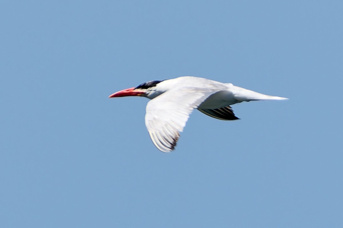 Caspian Tern - ML632133888