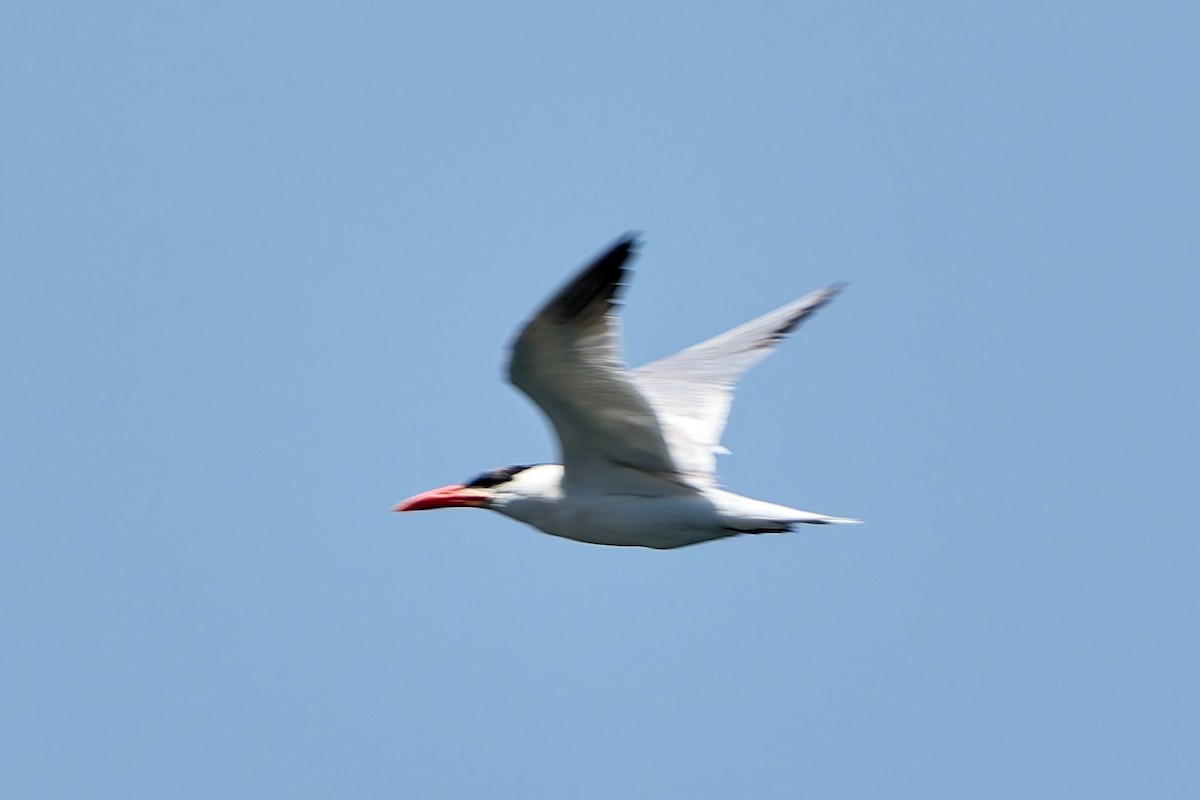 Caspian Tern - ML632133889
