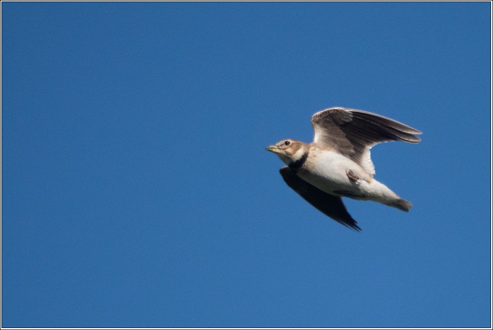 Calandra Lark - ML632133951