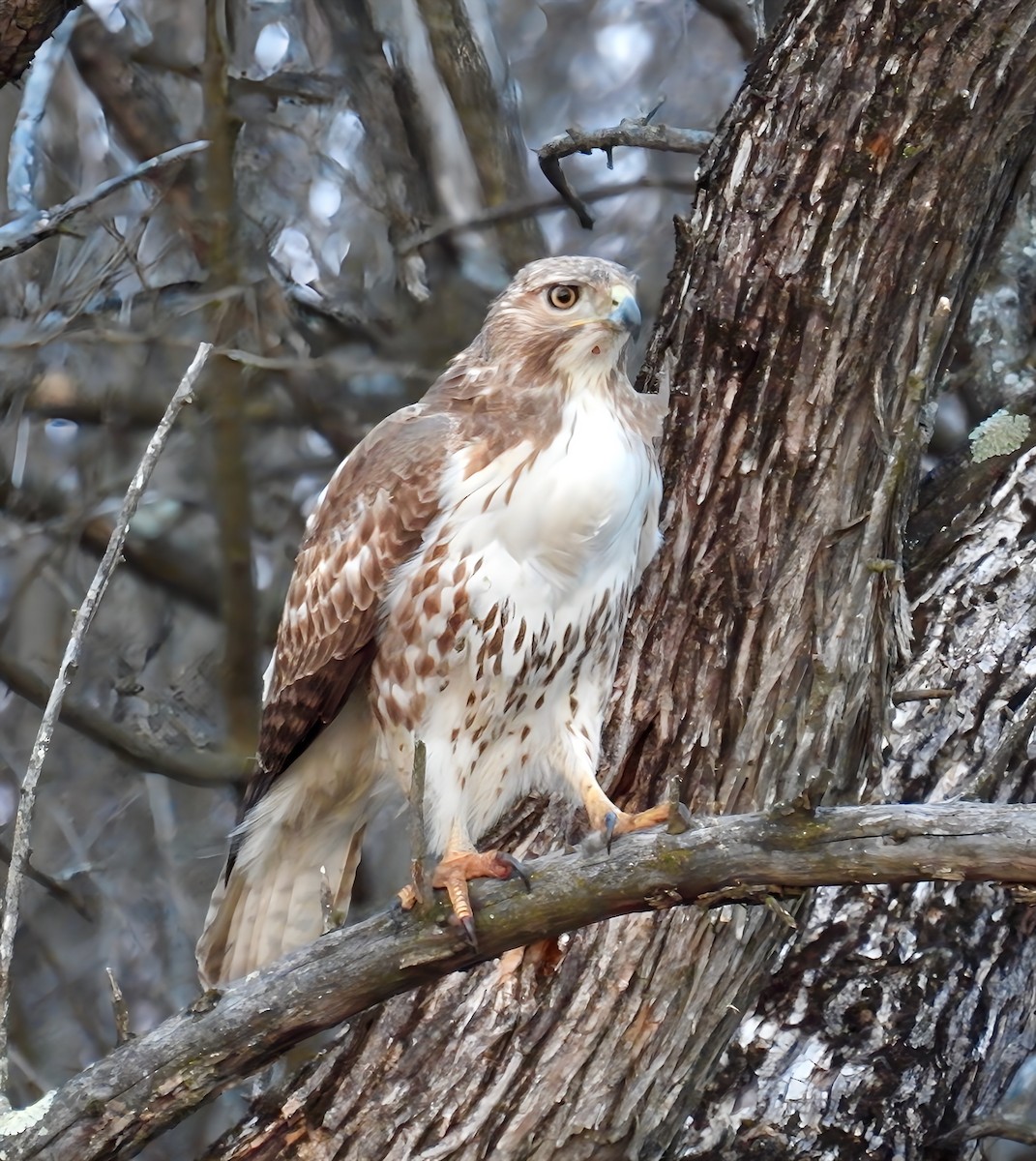 Red-tailed Hawk - ML632133996
