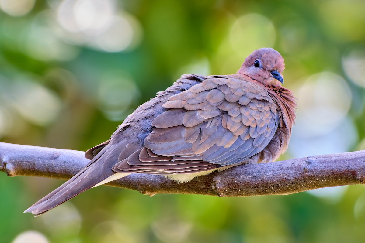 Laughing Dove - ML632134065