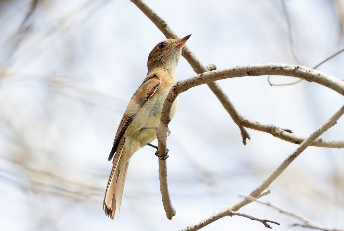 Ash-throated Casiornis - ML632134209
