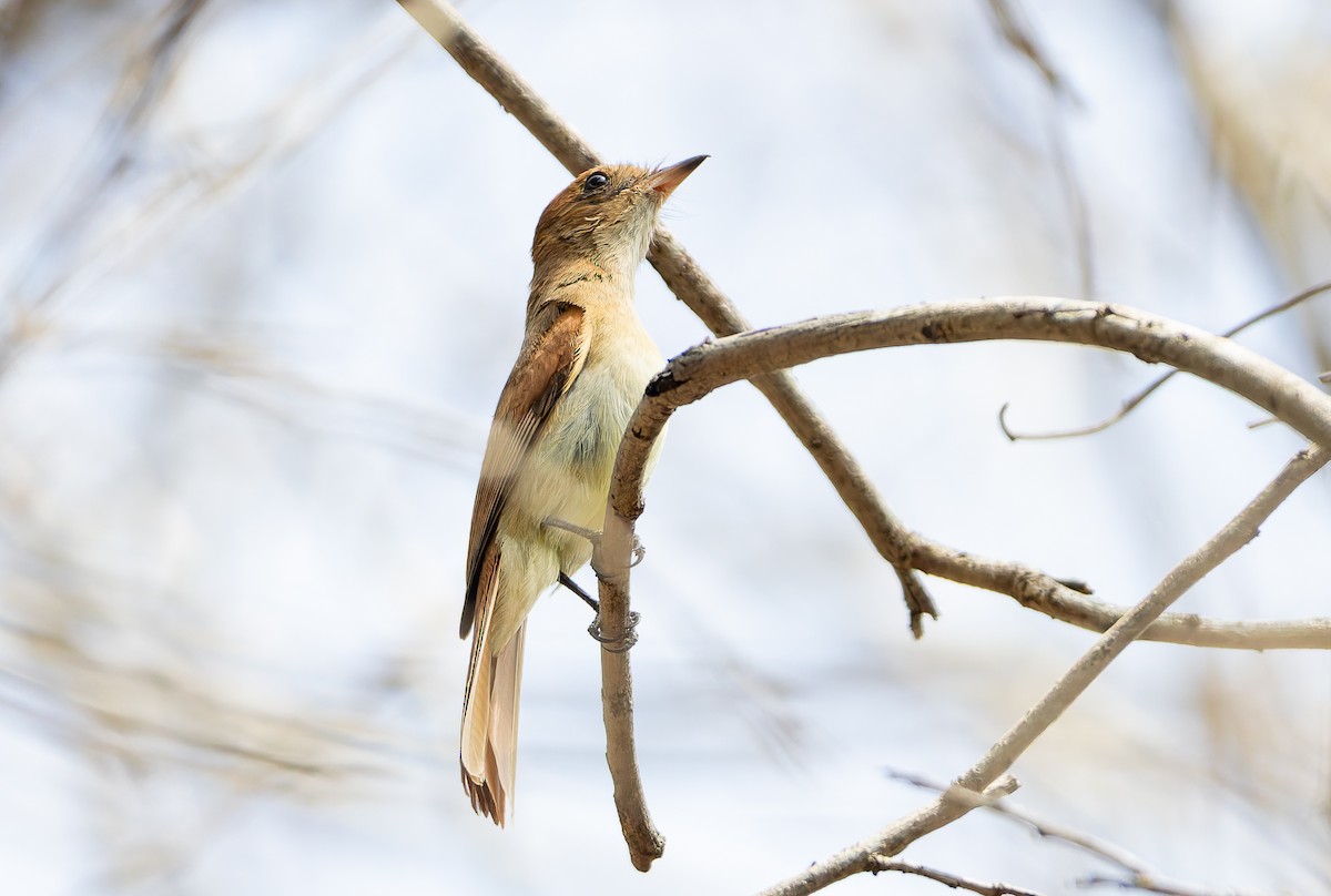 Ash-throated Casiornis - ML632134210
