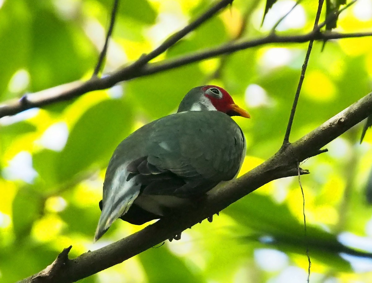 Jambu Fruit-Dove - ML632134263