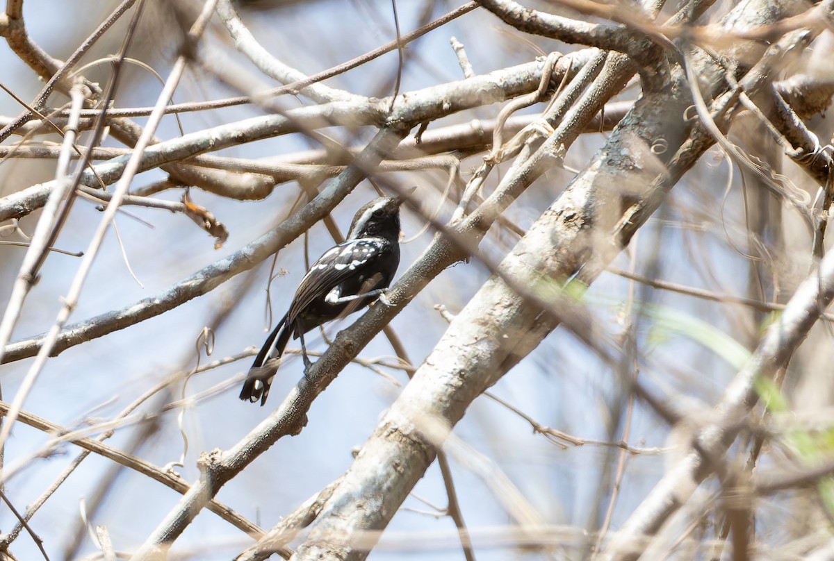 Black-bellied Antwren - ML632134319