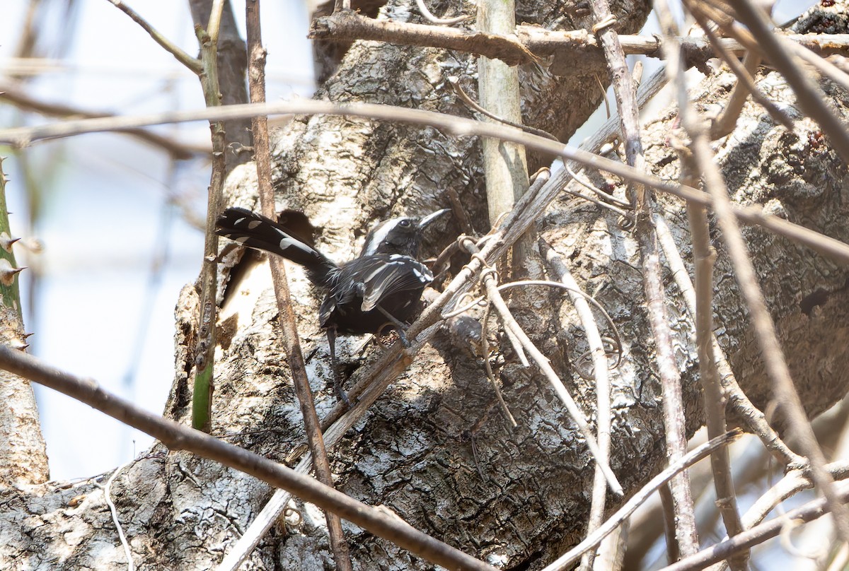 Black-bellied Antwren - ML632134320