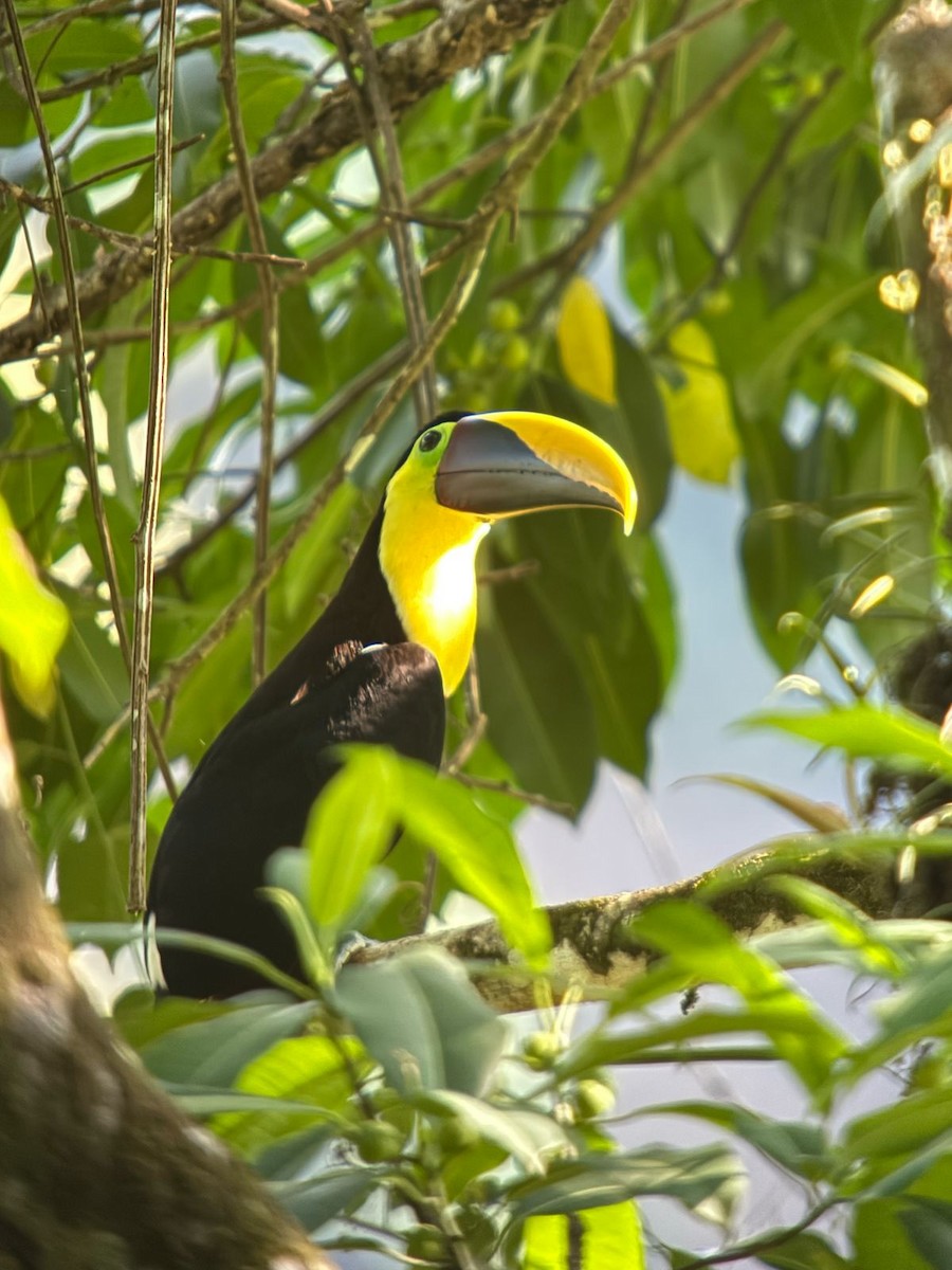 Yellow-throated Toucan - ML632134377