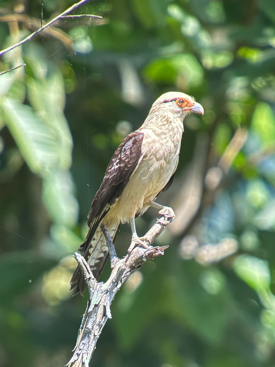 Yellow-headed Caracara - ML632134382