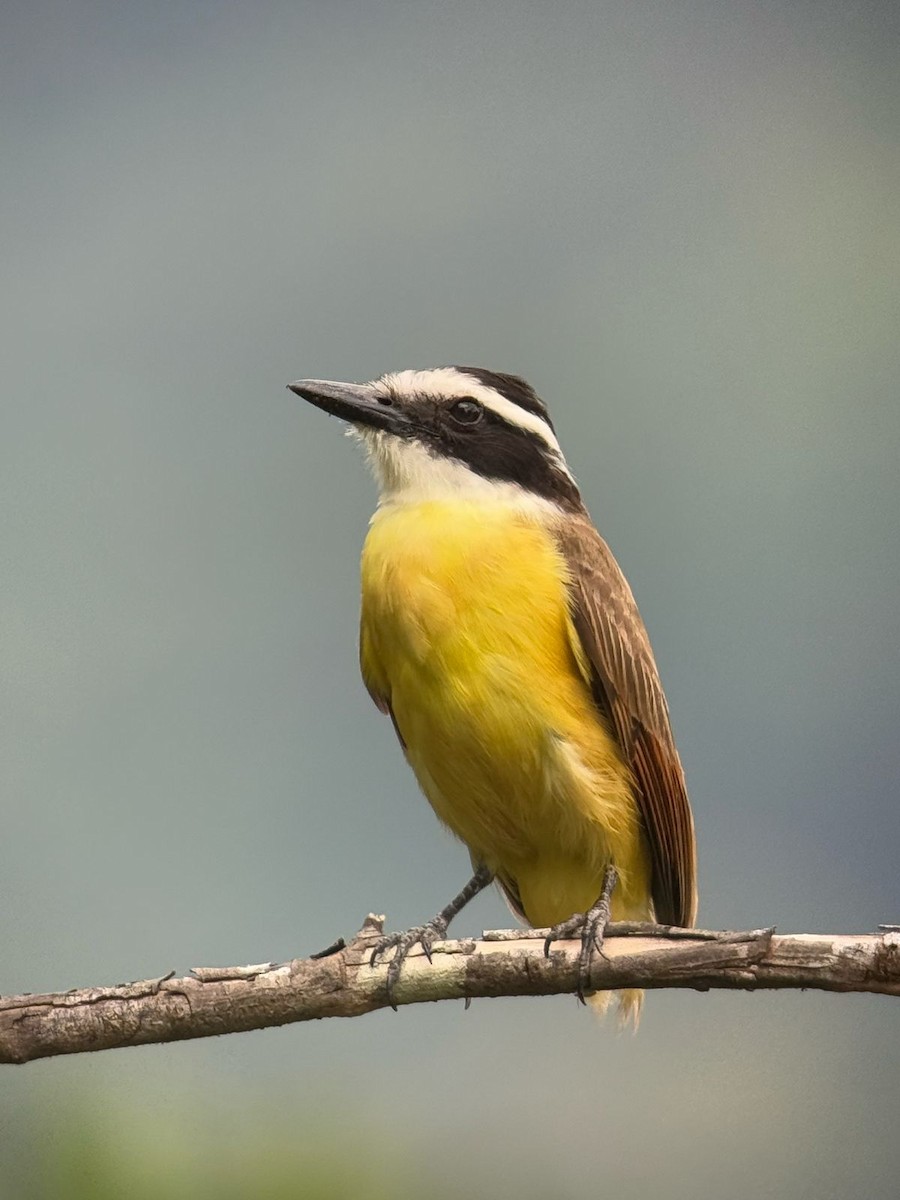 Great Kiskadee - ML632134386