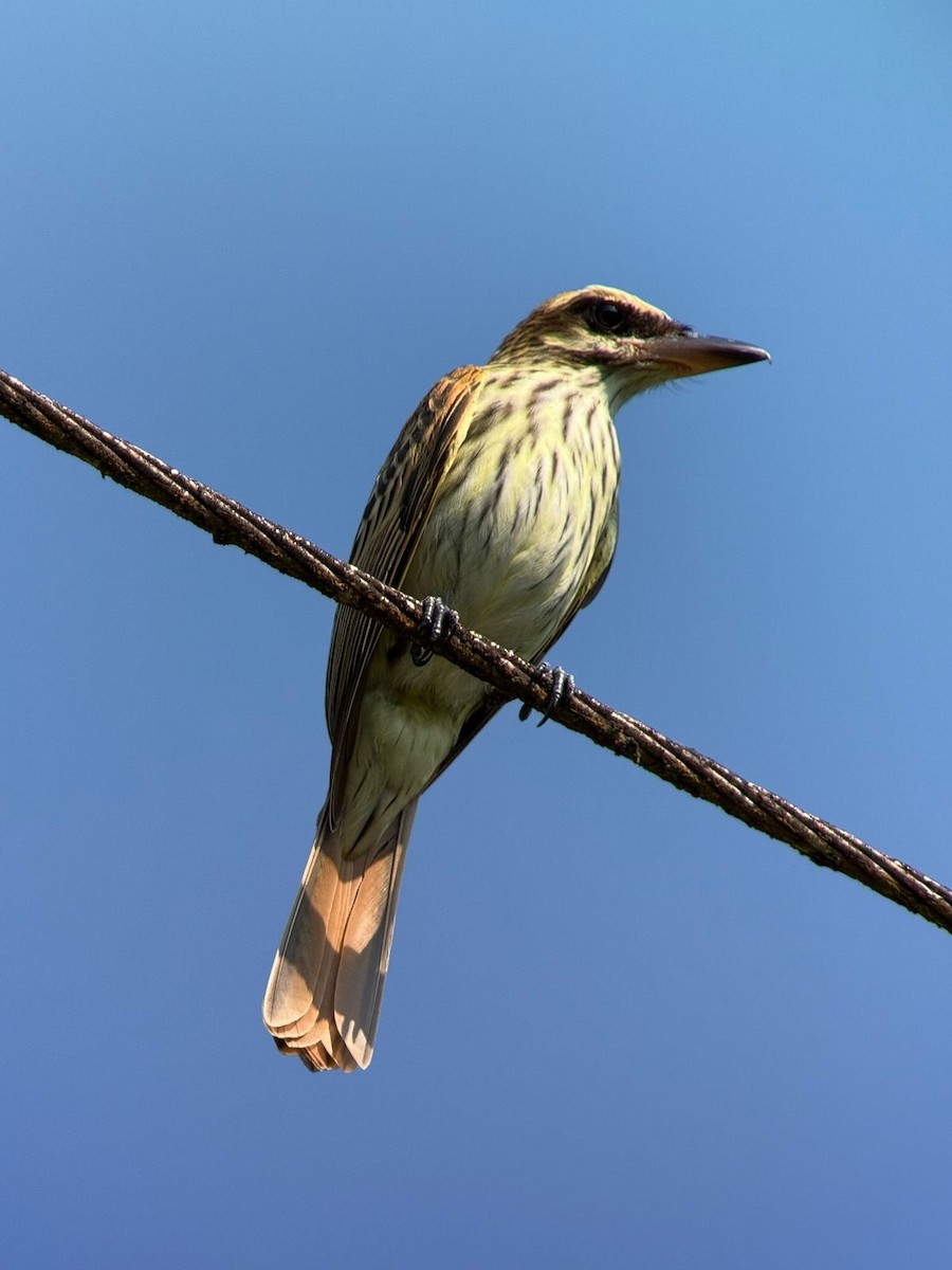 Sulphur-bellied Flycatcher - ML632134389