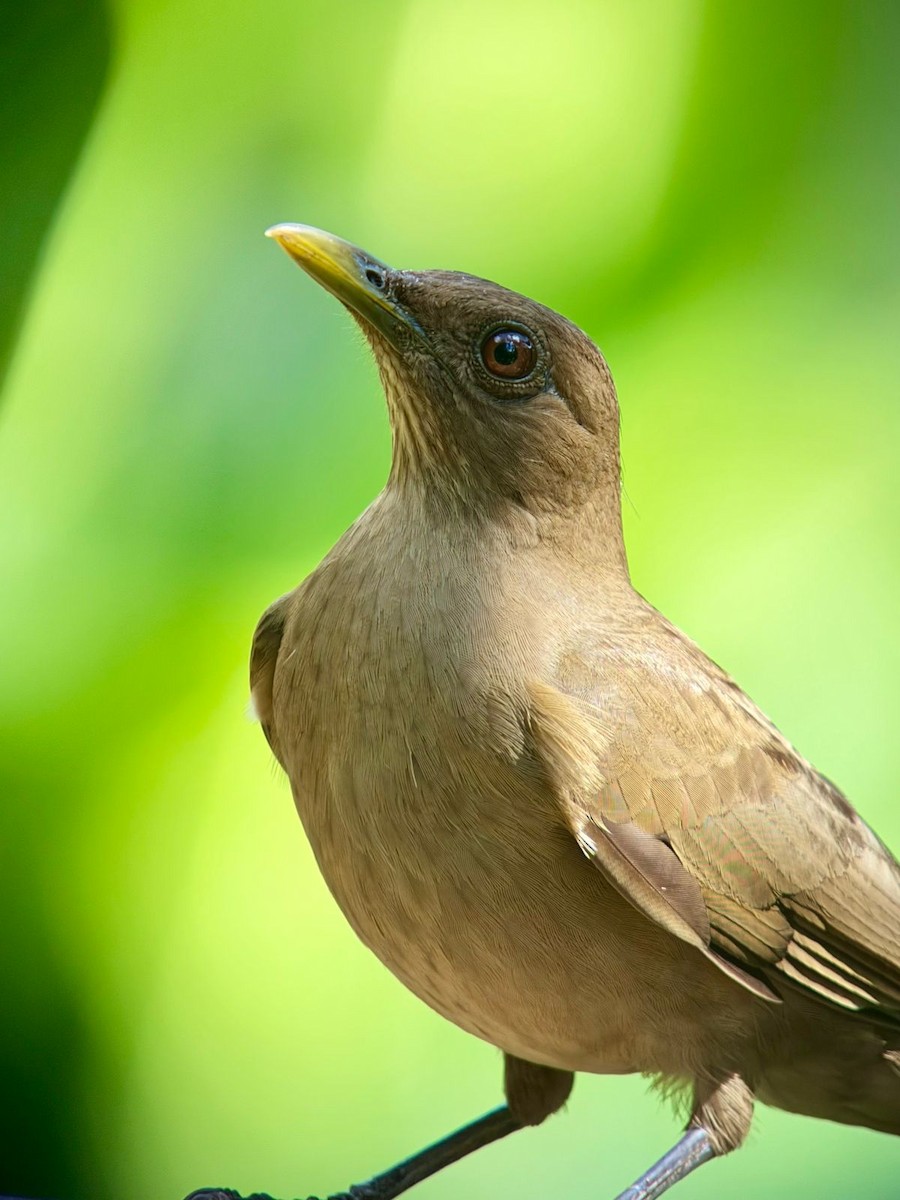Clay-colored Thrush - ML632134391