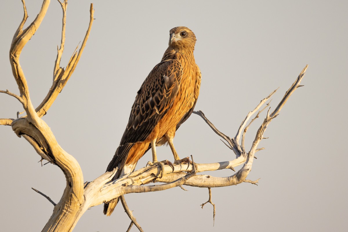 Red Goshawk - ML632134395