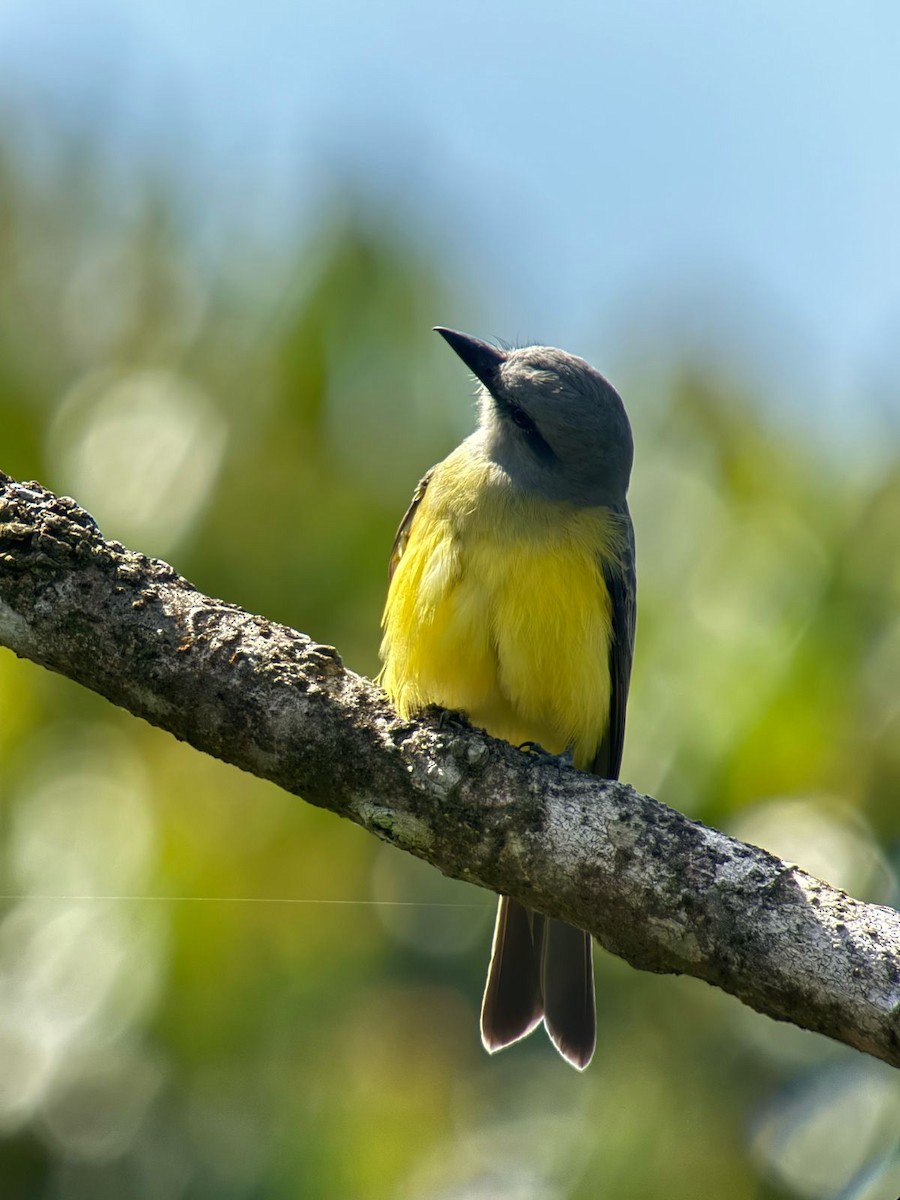 Tropical Kingbird - ML632134422