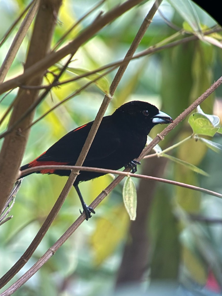 Scarlet-rumped Tanager (Cherrie's) - ML632134424