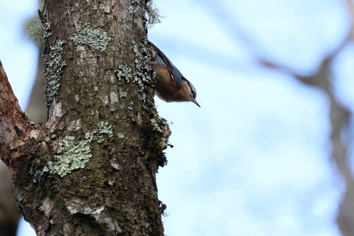 Eurasian Nuthatch (Chinese) - ML632134428
