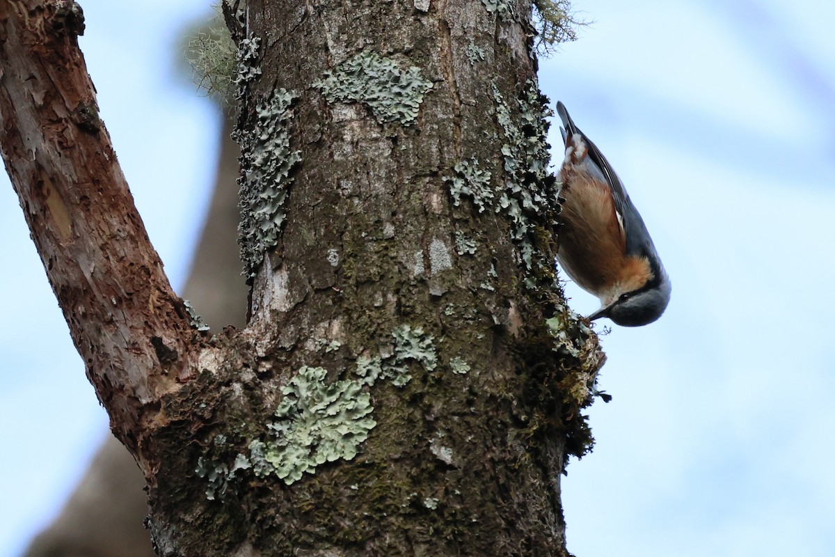 Eurasian Nuthatch (Chinese) - ML632134429