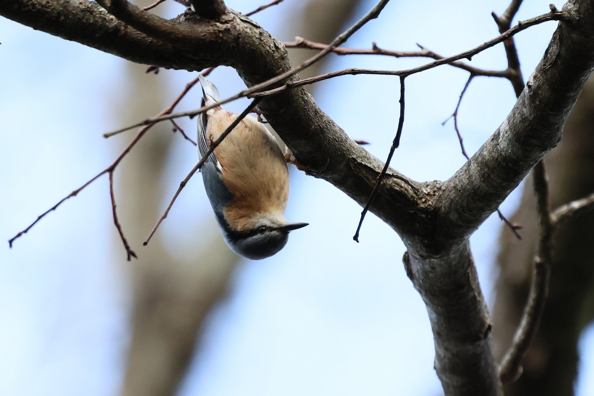Eurasian Nuthatch (Chinese) - ML632134430