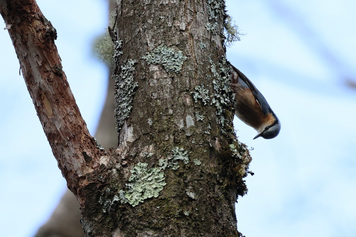 Eurasian Nuthatch (Chinese) - ML632134431