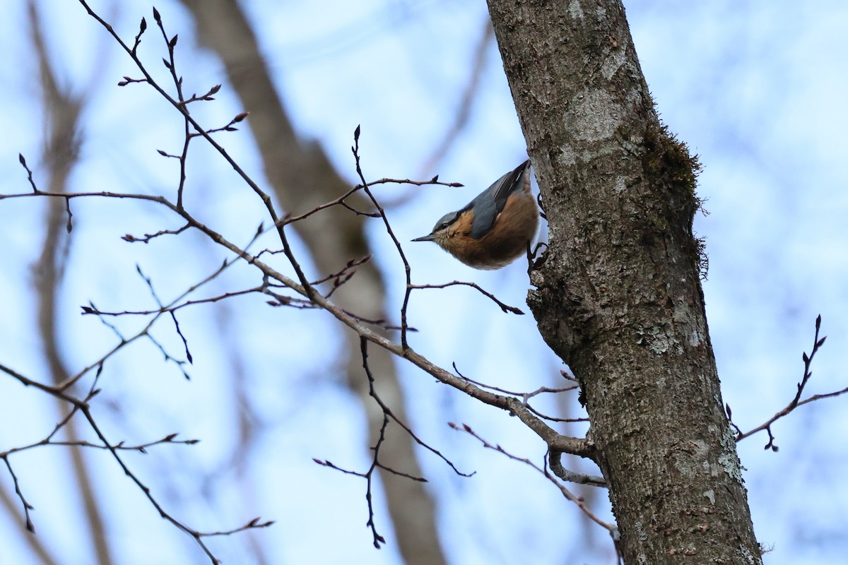 Eurasian Nuthatch (Chinese) - ML632134432