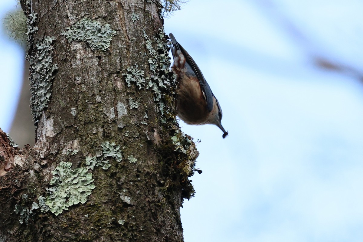 Eurasian Nuthatch (Chinese) - ML632134433