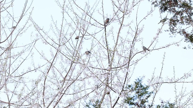 Taiwan Bullfinch - ML632134453