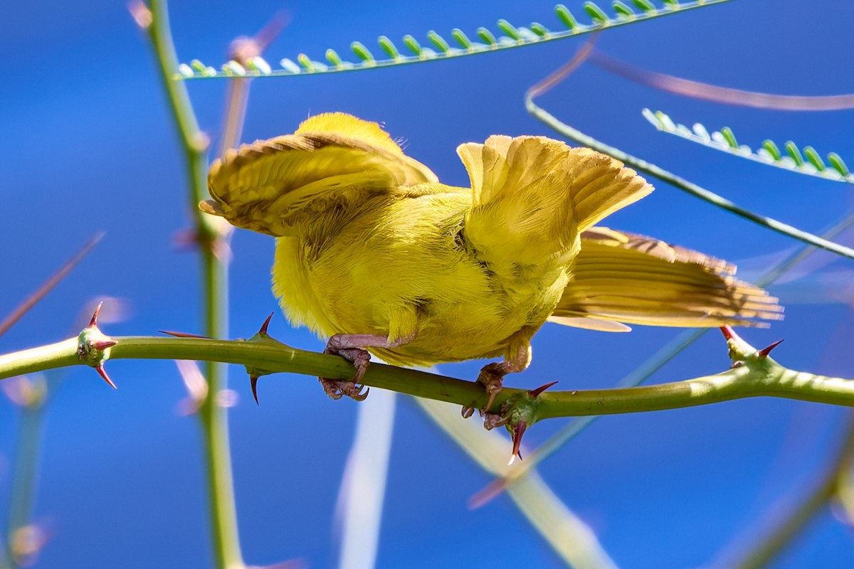 Rüppell's Weaver - ML632134549