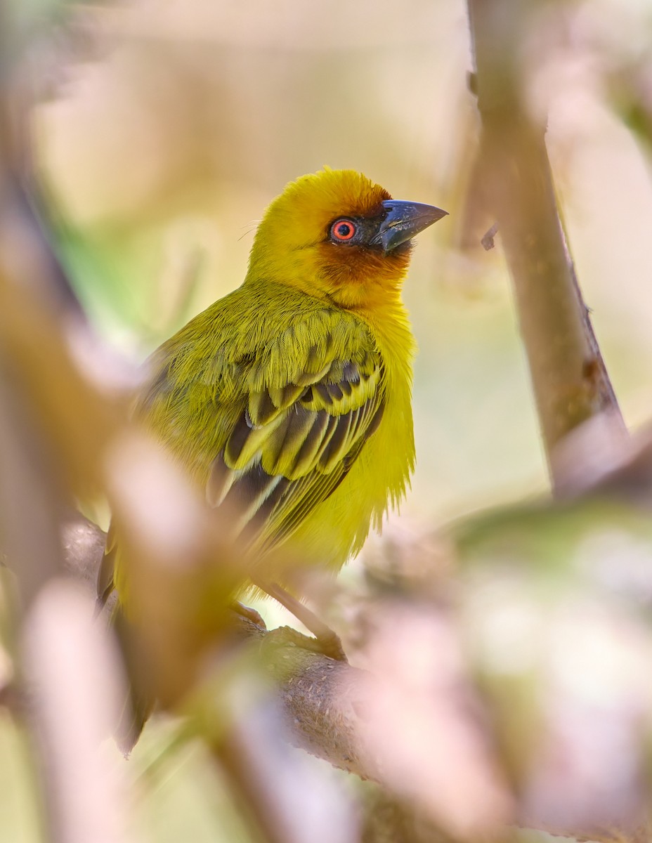 Rüppell's Weaver - ML632134558