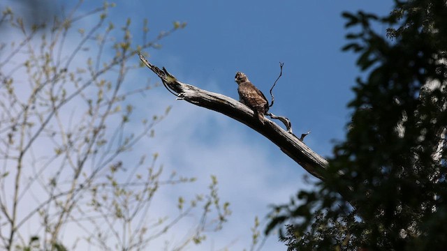 Хохлатый орёл - ML632134663