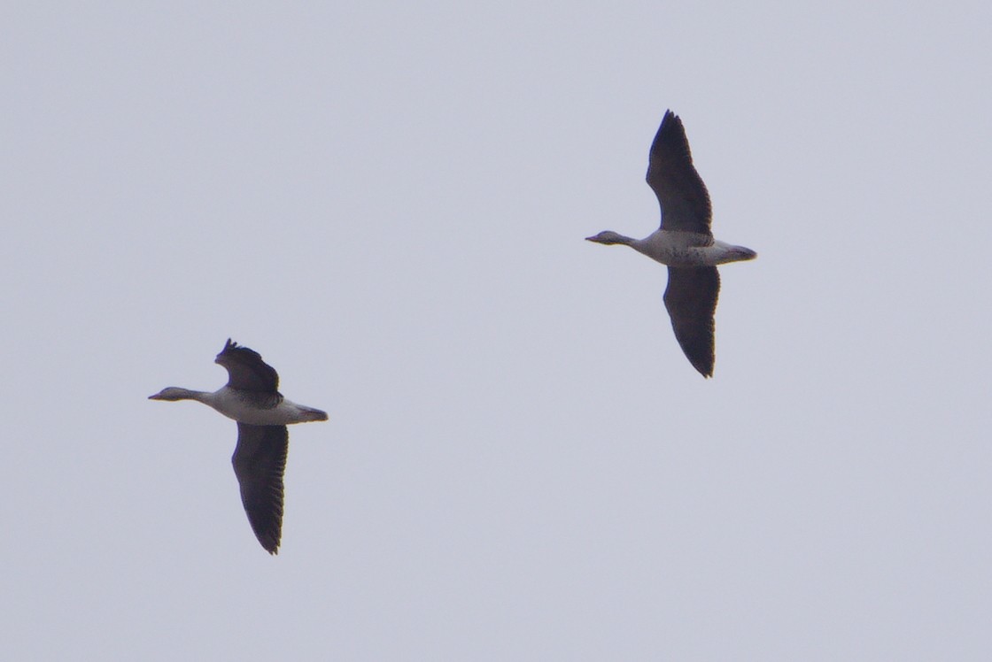 Graylag Goose - ML632134789