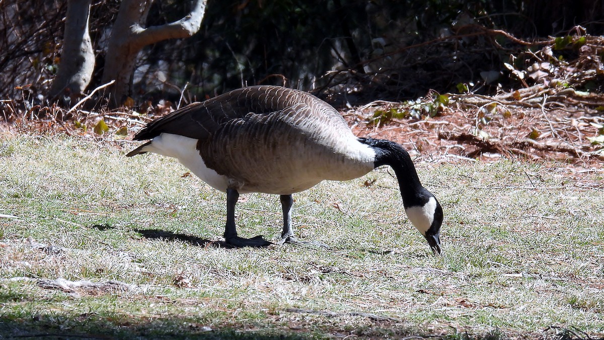 Canada Goose - ML632134863