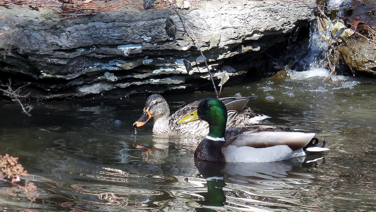 Mallard - ML632134865