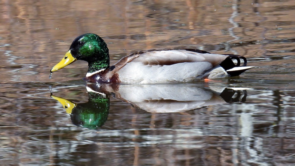 Mallard - ML632134866