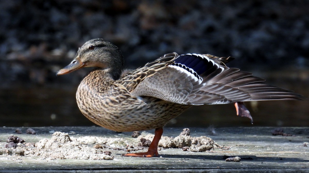 Mallard - ML632134867