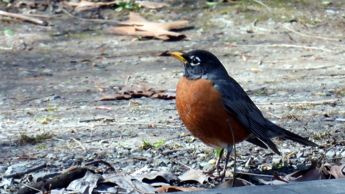 American Robin - ML632134871
