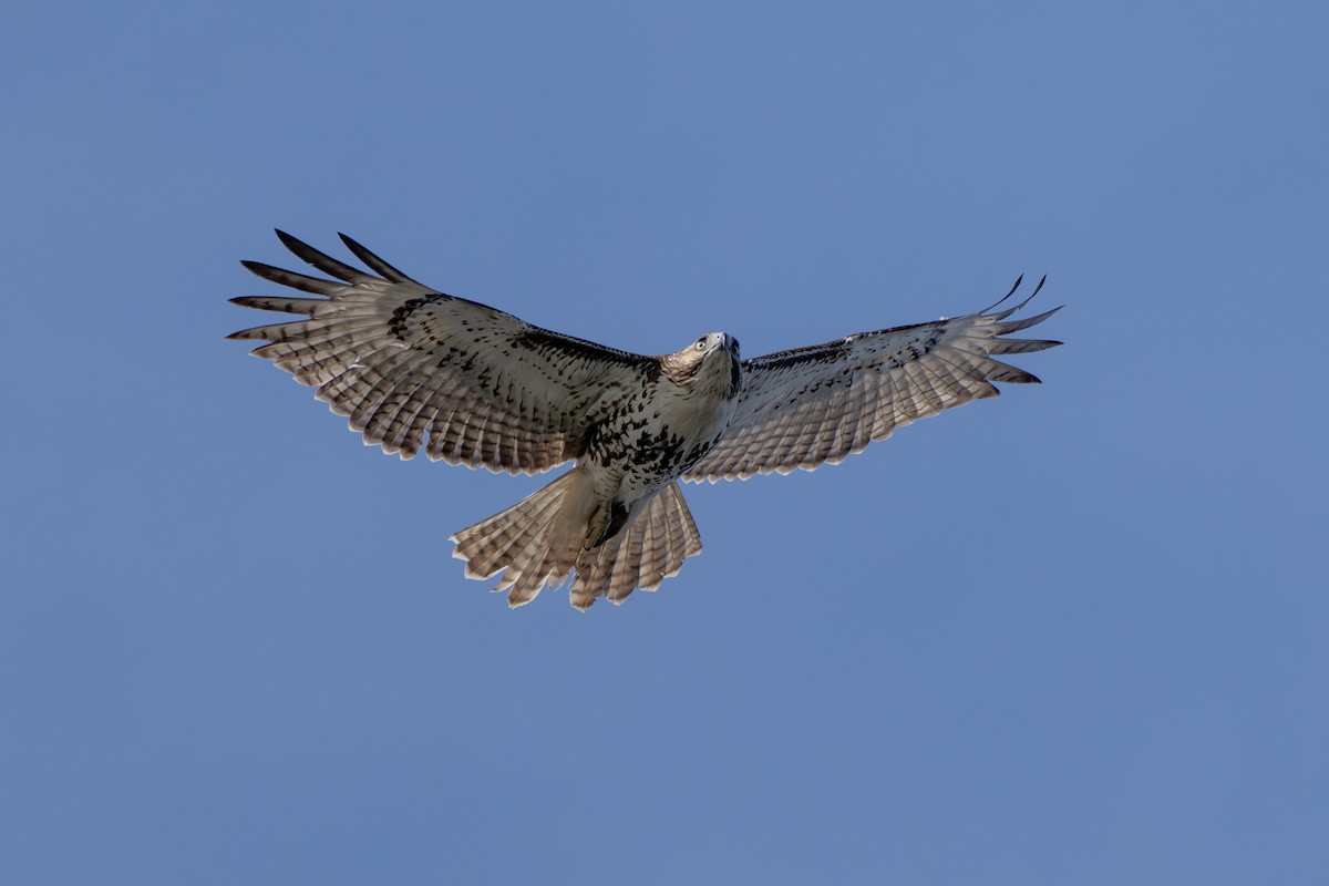 Red-tailed Hawk - ML632135103
